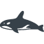 Killer whale free icon 2